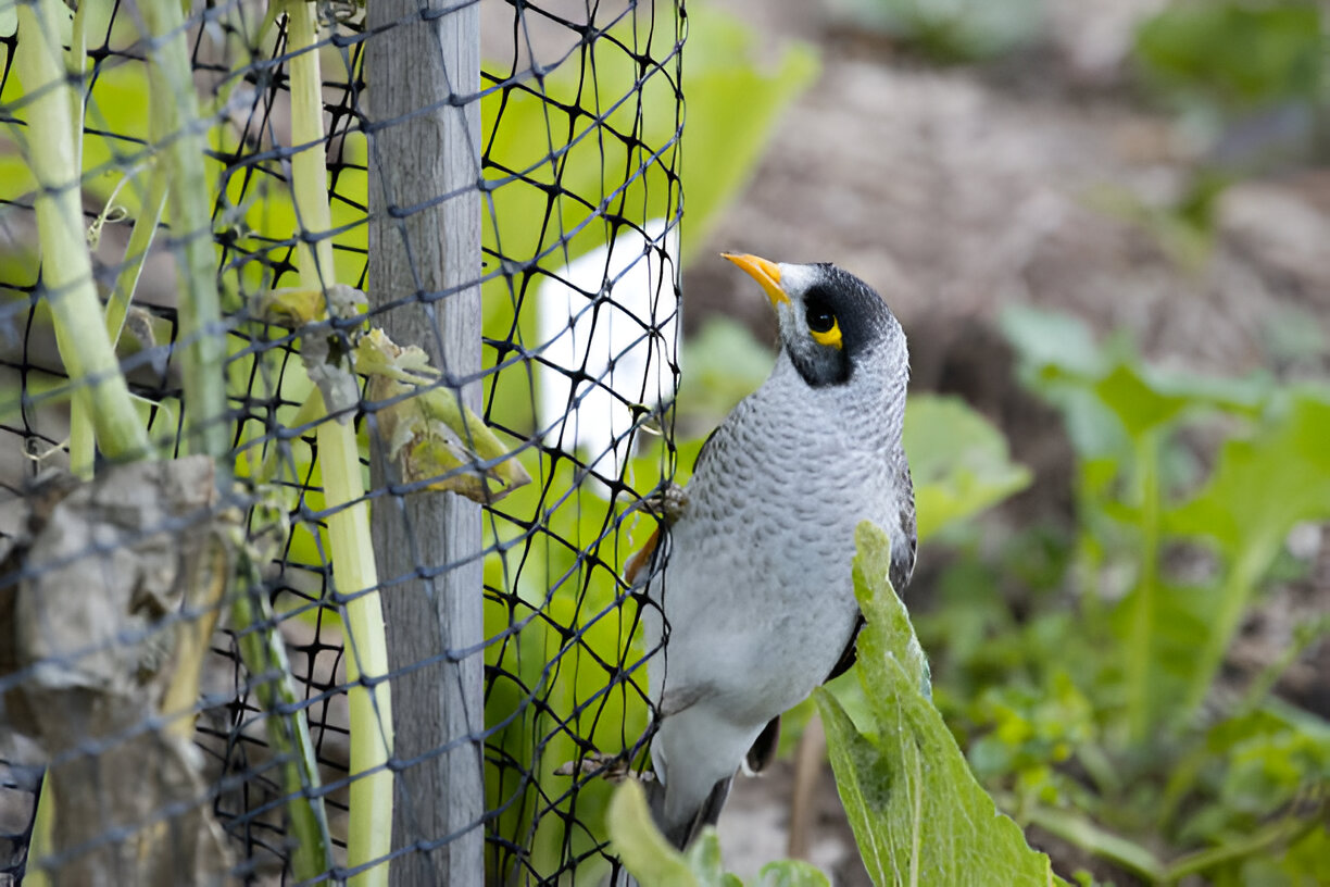 Bird Netting